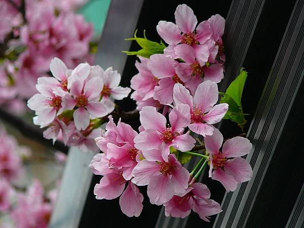 櫻木花道奇遇記(櫻花嫁接與孵芽)