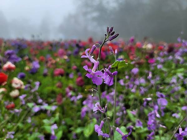 2022梅峰農場三月芳菲