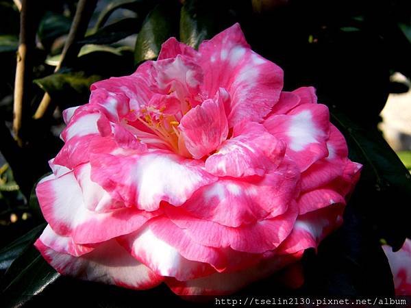 DSCF7506