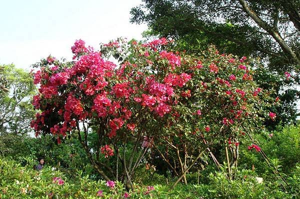 DSC00075_調整大小 