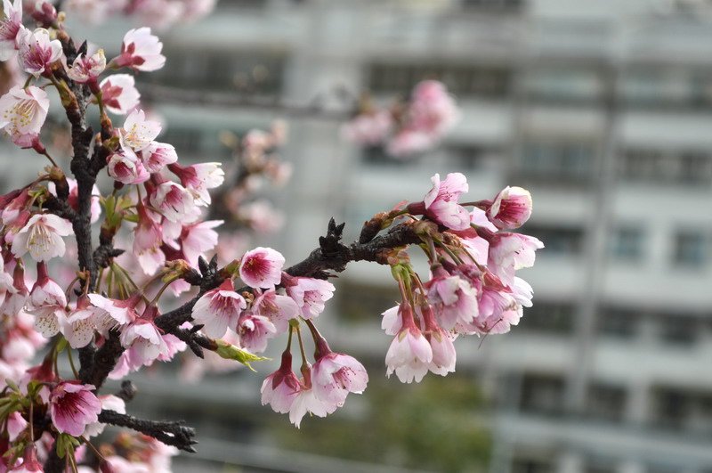 DSC_0036_調整大小 