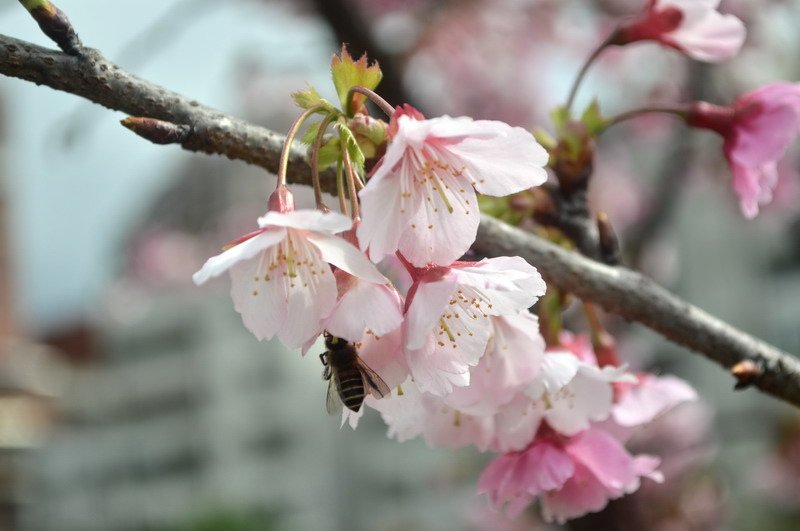 DSC_0023_調整大小 