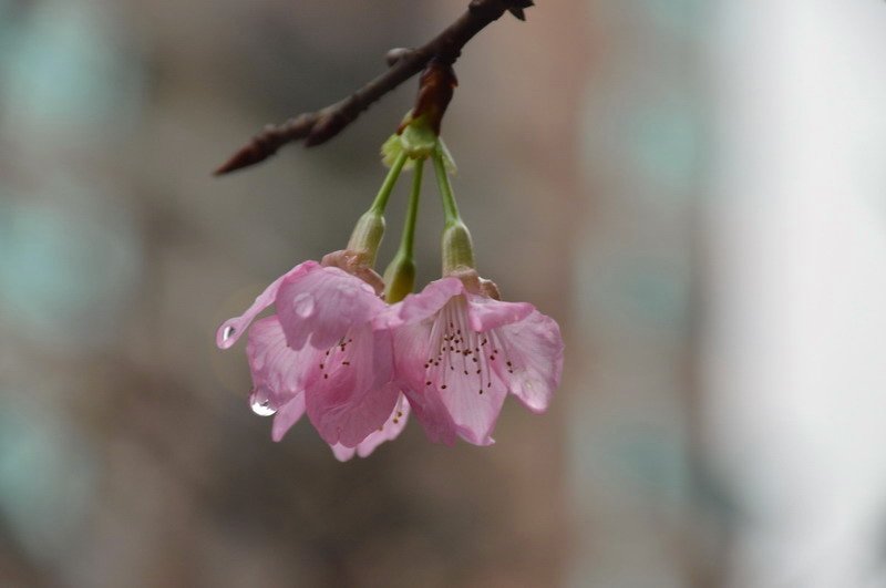 DSC_0066_調整大小 