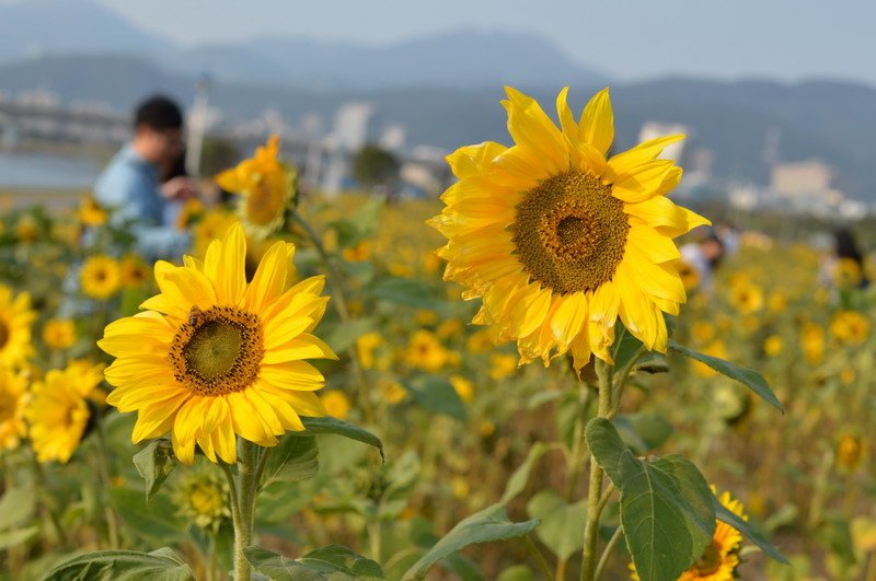 DSC_0188_調整大小 