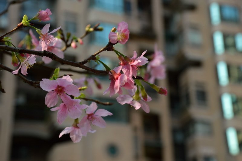 DSC_0185_調整大小 