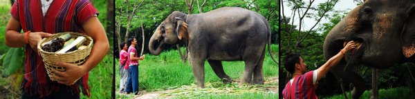 elephant farm-01.jpg