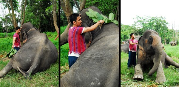 elephant farm-02.jpg