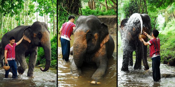 elephant farm-03.jpg