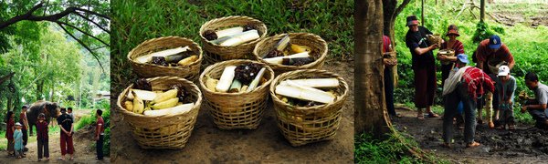 elephant farm-06.jpg