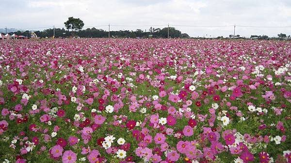 2015新社花海節