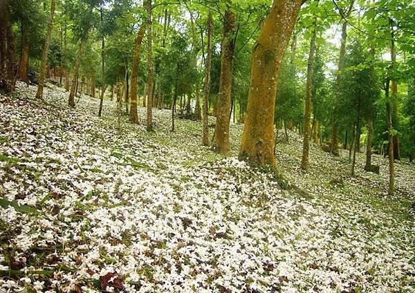 2016桐花季景點3