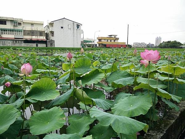 真石樂活 三倍效能 珪藻土