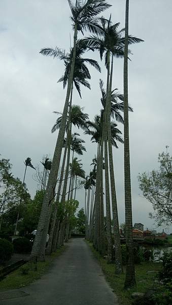 鑑湖堂門前椰林道