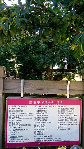 43種蘋果稼接成王