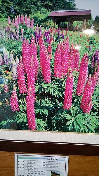 滿園魯冰花還有海芋