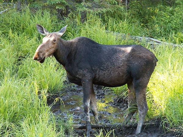 moose.jpg