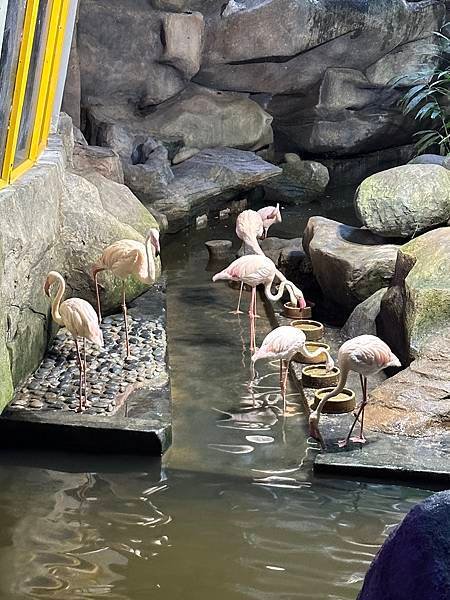 一個人的旅行 - 蘭卡威水族館看企鵝