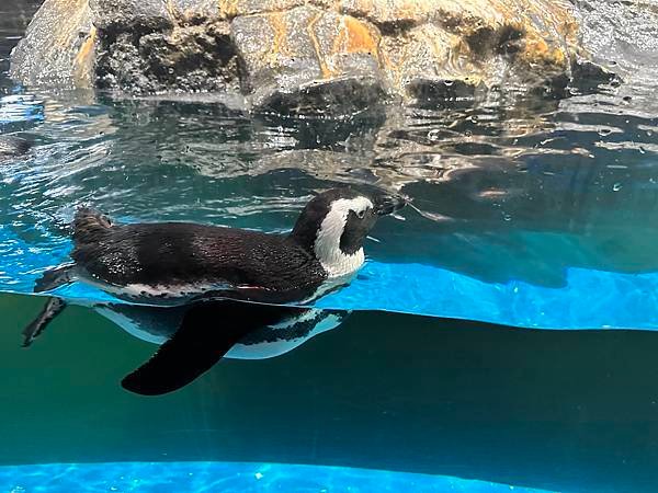 一個人的旅行 - 蘭卡威水族館看企鵝