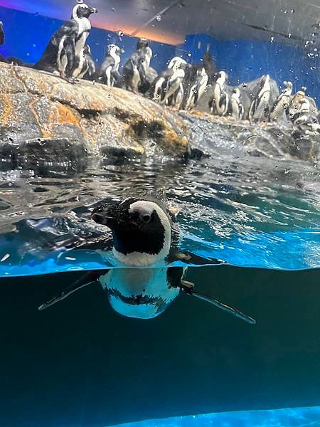 一個人的旅行 - 蘭卡威水族館看企鵝