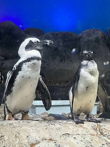 一個人的旅行 - 蘭卡威水族館看企鵝