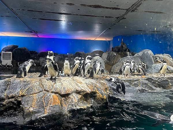 一個人的旅行 - 蘭卡威水族館看企鵝