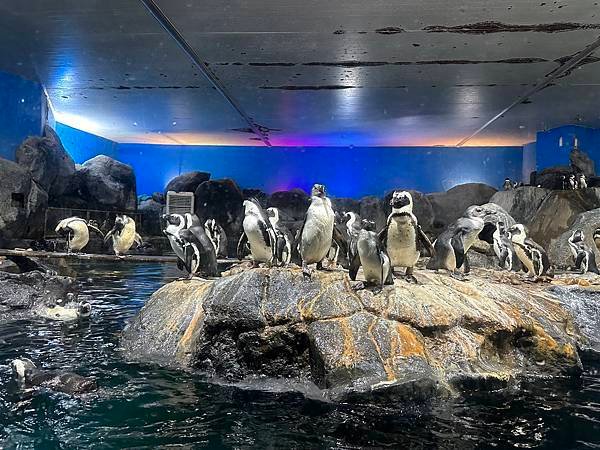 一個人的旅行 - 蘭卡威水族館看企鵝