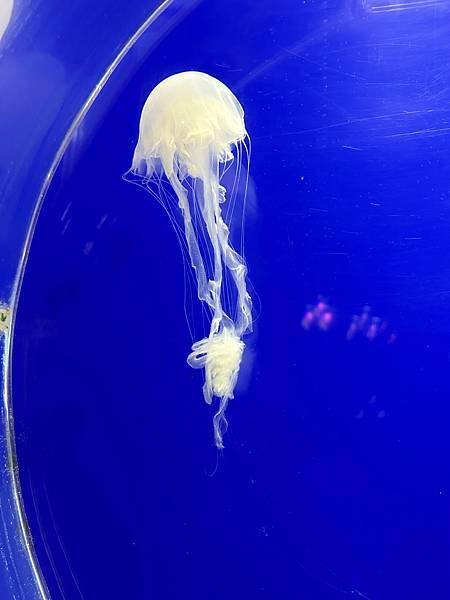 一個人的旅行 - 蘭卡威水族館看企鵝