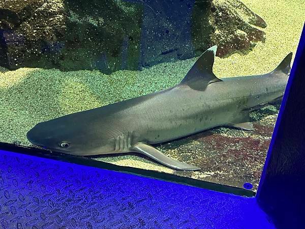 一個人的旅行 - 蘭卡威水族館看企鵝