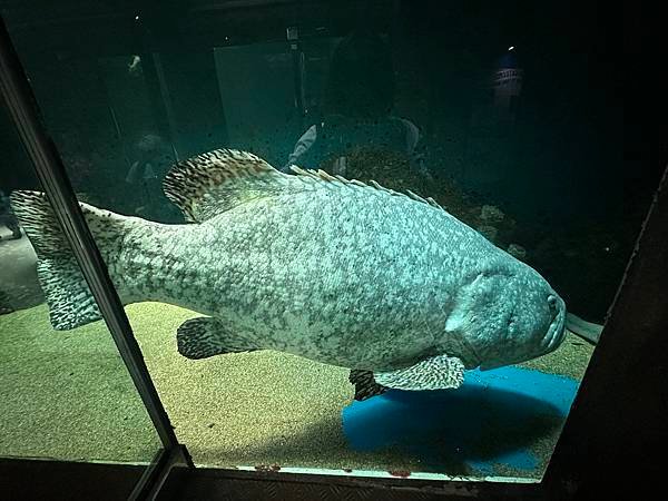 一個人的旅行 - 蘭卡威水族館看企鵝