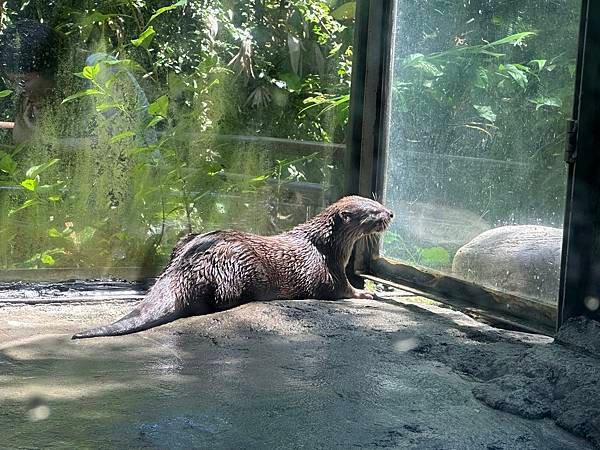 一個人的旅行 - 蘭卡威水族館看企鵝