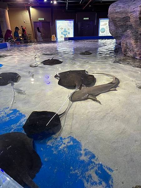 一個人的旅行 - 蘭卡威水族館看企鵝