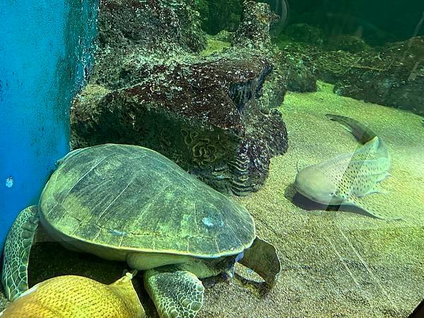 一個人的旅行 - 蘭卡威水族館看企鵝