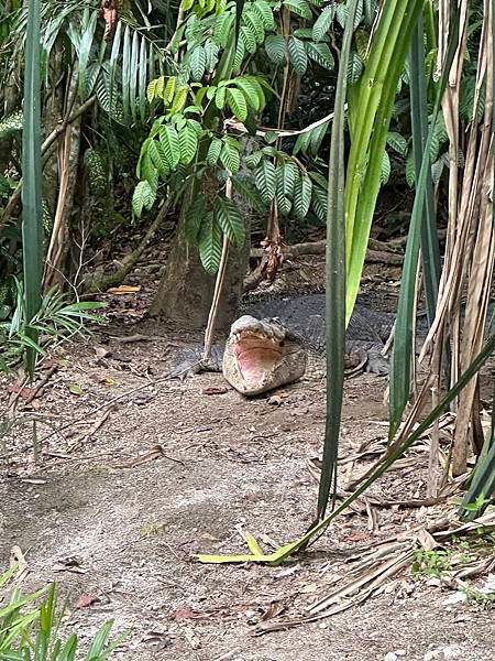 一個人去動物園