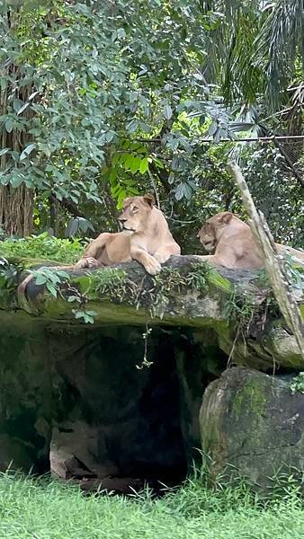 一個人去動物園