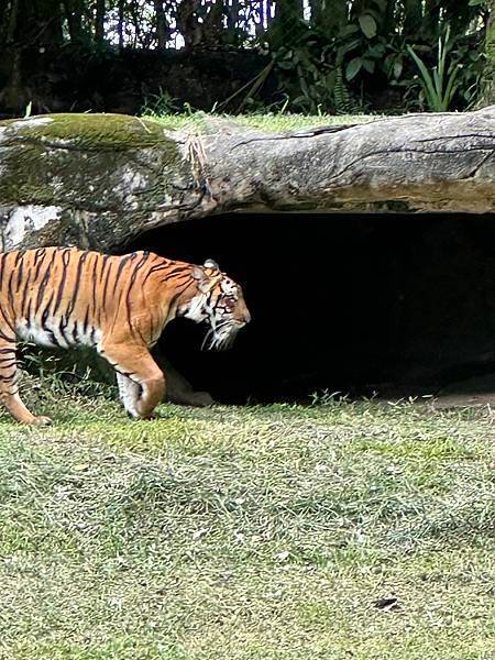 一個人去動物園