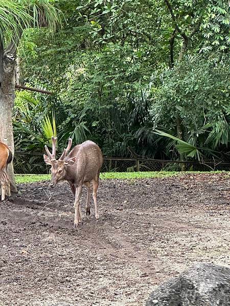 一個人去動物園