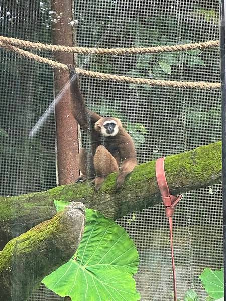 一個人去動物園