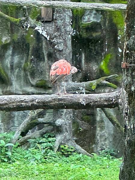 一個人去動物園