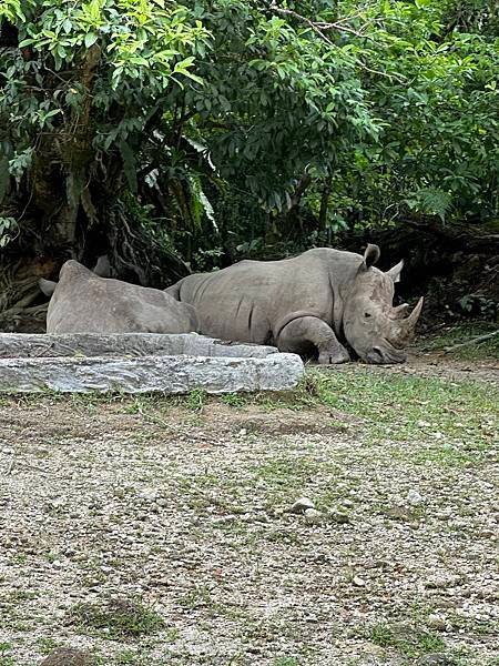 一個人去動物園