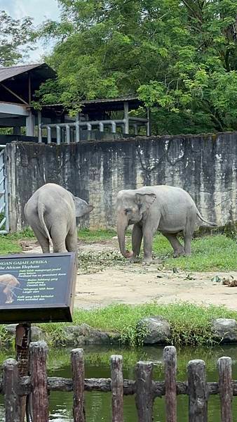 一個人去動物園