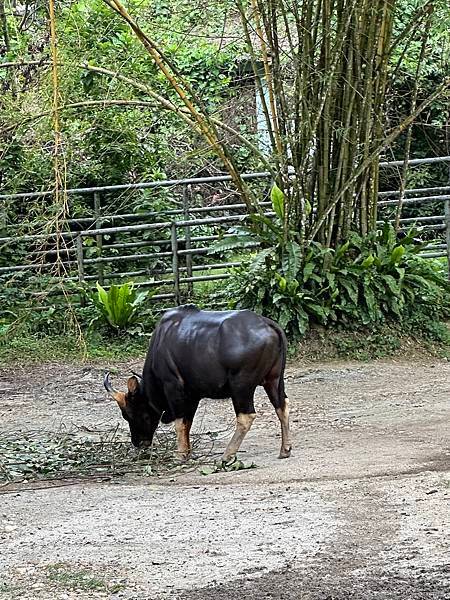 一個人去動物園