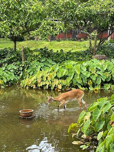 一個人去動物園