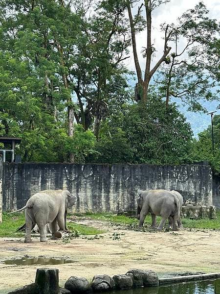 一個人去動物園