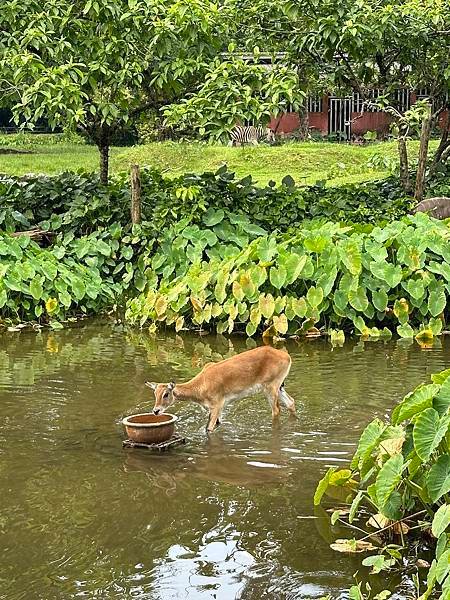 一個人去動物園