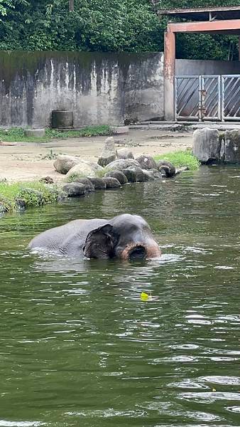 一個人去動物園