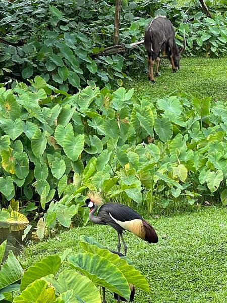 一個人去動物園