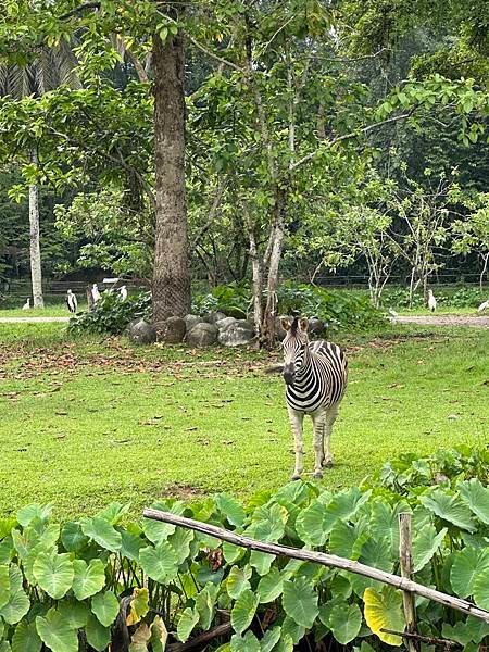 一個人去動物園