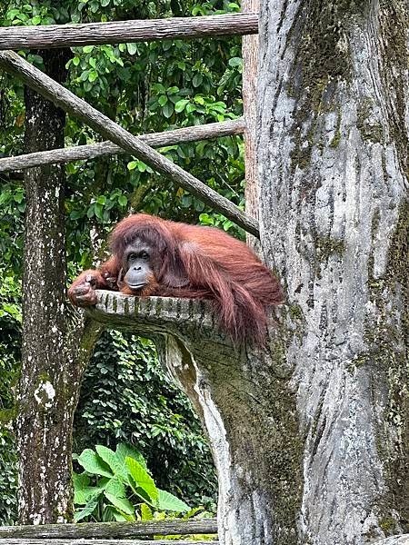 一個人去動物園