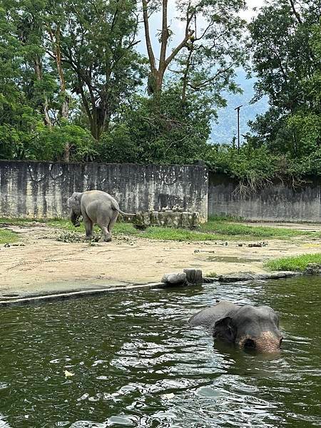 一個人去動物園