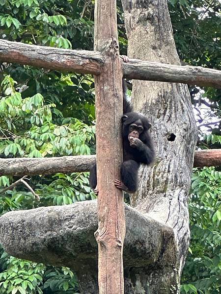 一個人去動物園